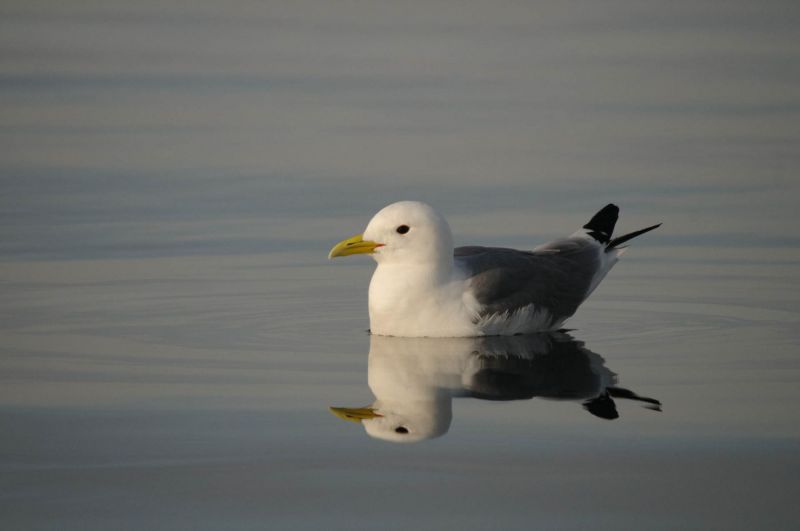 Eine Dreizehenmöwe schwimmt auf ruhigem Wasser mit ihrer Spiegelung sichtbar.