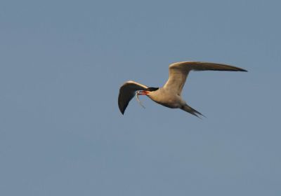 Möwen & Seeschwalben