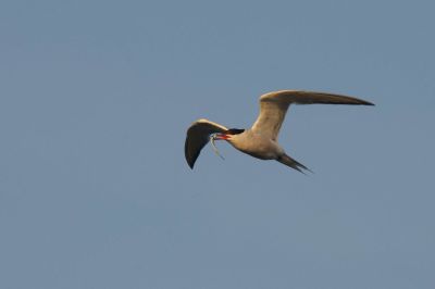 Möwen & Seeschwalben