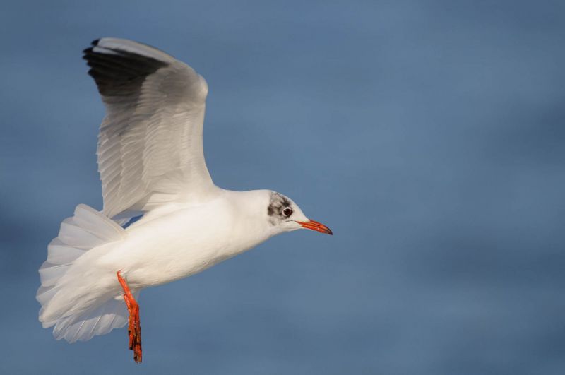 Lachmöwe mit ausgebreiteten Flügeln im Flug über blauem Wasser