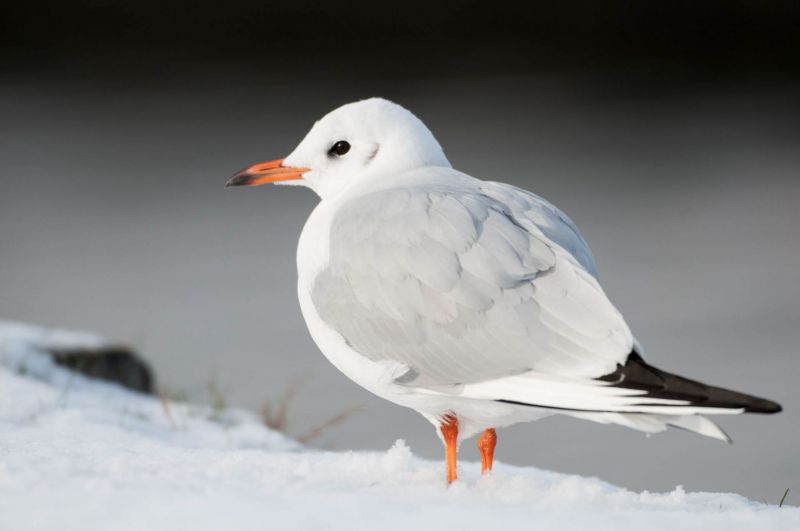 Lachmöwe im Schlichtkleid auf schneebedecktem Boden stehend.