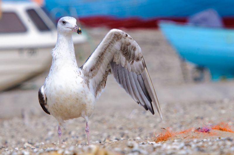 Junge Mantelmöwe breitet ihre Flügel an einem Strand in Dänemark aus.
