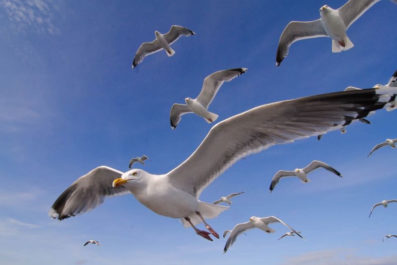 Eine Silbermöwe fliegt mit ausgestreckten Flügeln am Himmel, von weiteren Möwen begleitet.