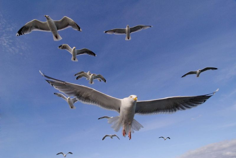 Mehrere Silbermöwen fliegen am blauen Himmel in Norwegen.