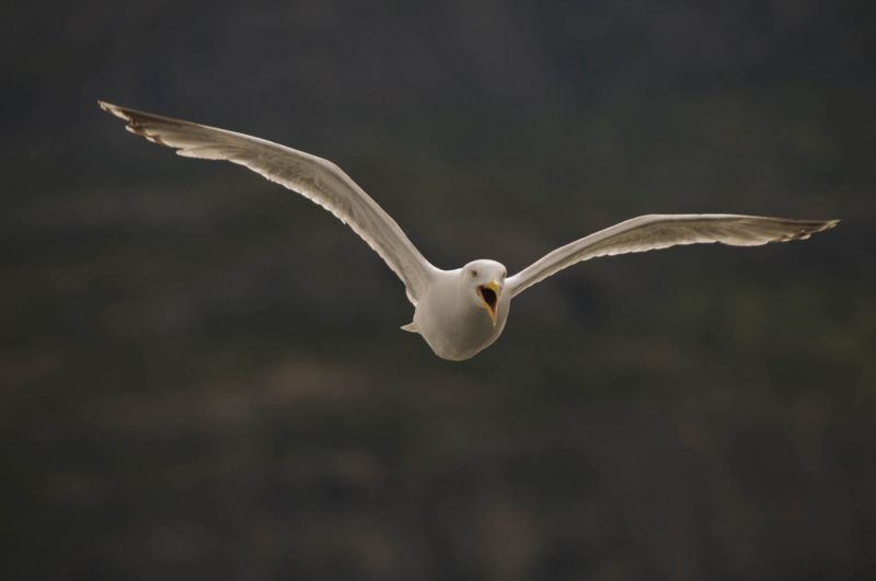 Silbermöwe fliegt mit ausgebreiteten Flügeln auf den Betrachter zu.