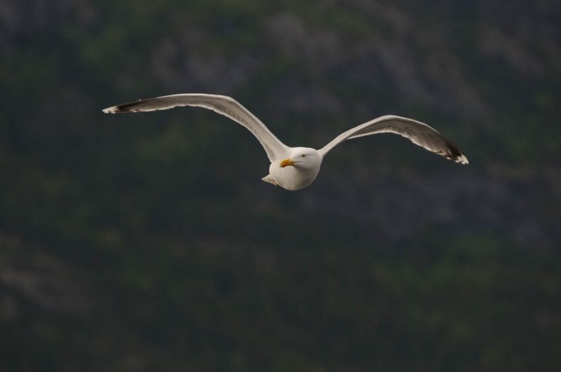 Silbermöwe im Flug vor einem bewaldeten Hintergrund