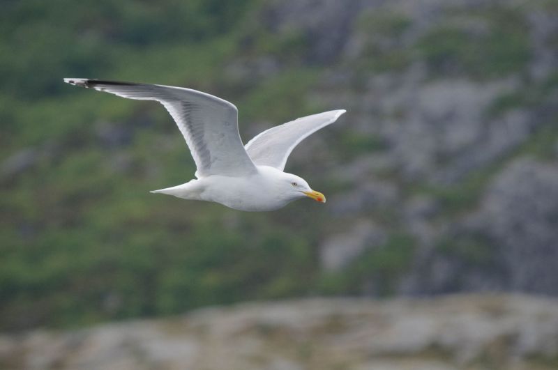 Silbermöwe im Flug über eine Landschaft in Norwegen.