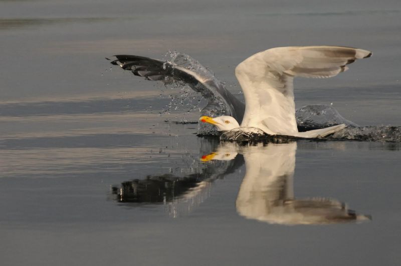 Silbermöwe mit ausgebreiteten Flügeln auf ruhigem Wasser reflektiert.