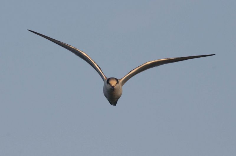 Zwergseeschwalbe fliegt frontal über einem klaren Himmel.