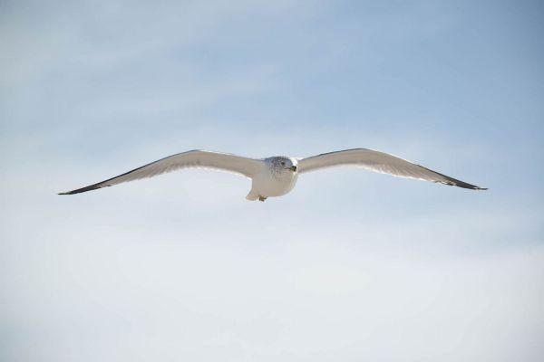 Amerikanische Silbermöwe mit ausgebreiteten Flügeln am Himmel.