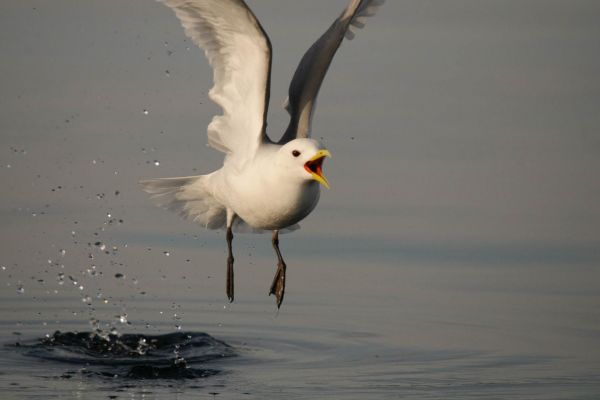 Fliegende Dreizehenmöwe über Wasser mit offenem Schnabel.