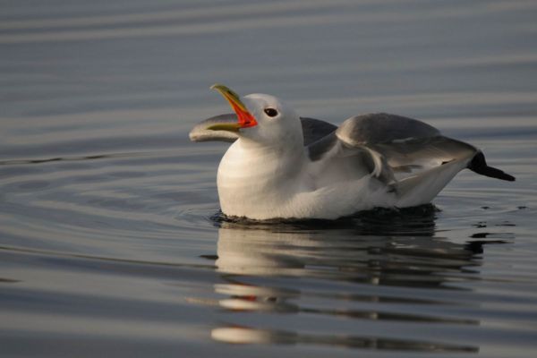 Dreizehenmöwe schwimmt auf ruhigem Wasser mit geöffnetem Schnabel.