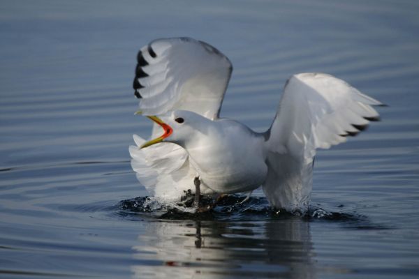 Dreizehenmöwe breitet im Wasser die Flügel aus.
