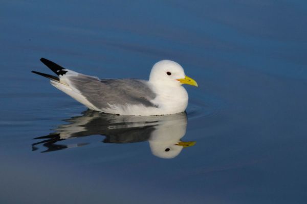 Eine Dreizehenmöwe schwimmt auf ruhigem Wasser, gut erkennbar mit gelbem Schnabel.