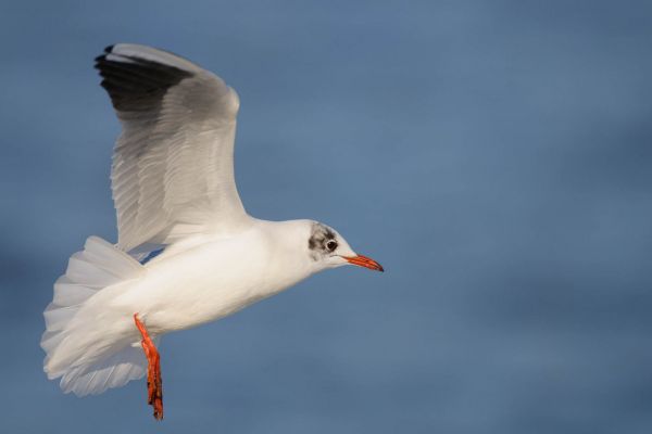 Lachmöwe mit ausgebreiteten Flügeln im Flug über blauem Wasser