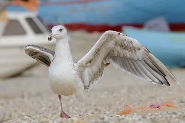 Mantelmöwe steht am Strand mit ausgebreiteten Flügeln.