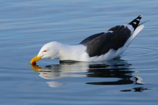 Mantelmöwe mit schwarzem Rücken auf ruhigem Wasser schwimmend