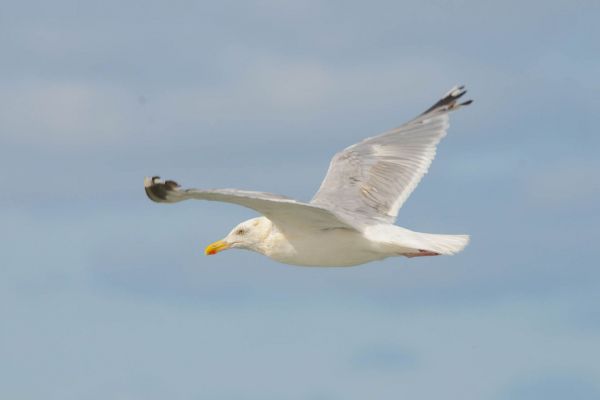 Eine Silbermöwe im Flug vor blauem Himmel über Dänemark.