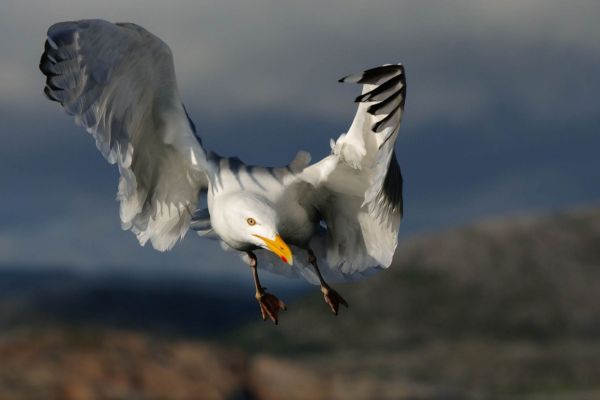 Eine Silbermöwe im Flug, vor einem unscharfen Küstenhintergrund.
