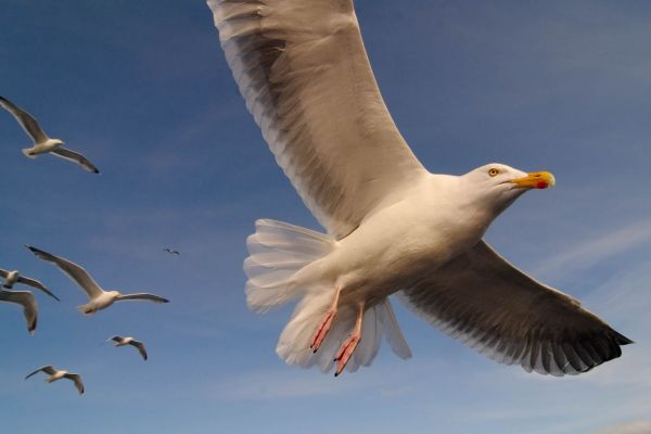 Silbermöwe im Flug vor blauem Himmel, mehrere Möwen im Hintergrund