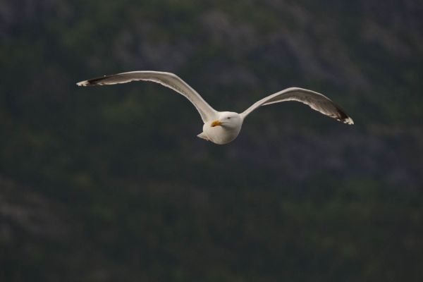 Silbermöwe im Flug vor einem bewaldeten Hintergrund