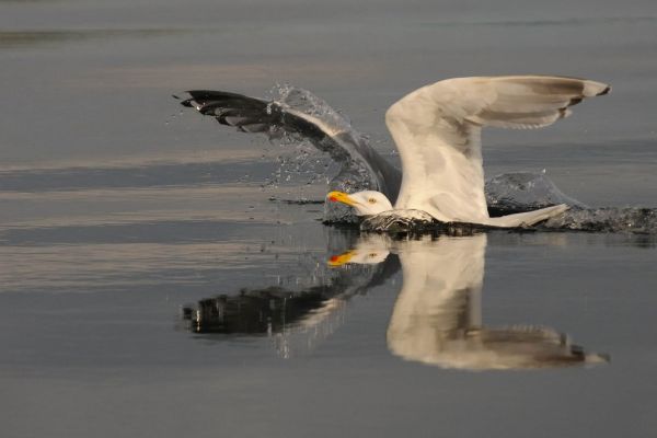 Silbermöwe mit ausgebreiteten Flügeln auf ruhigem Wasser reflektiert.