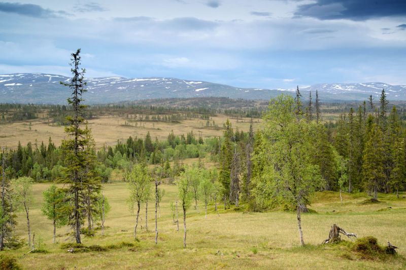 Blick über eine weite Birkenlandschaft in Skandinavien mit Bergen im Hintergrund.