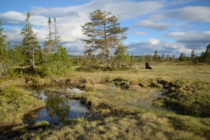 Moorlandschaft mit Wasserfläche und Bäumen in Norwegen unter bewölktem Himmel.