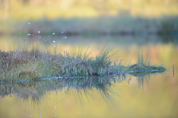 Gräser und Wollgräser am Rand eines schwedischen Moors, reflektiert im Wasser