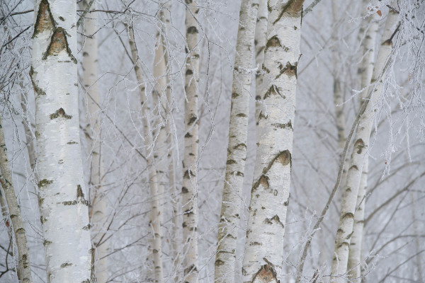 Weiße Hänge-Birken stehen in einem nebligen, frostigen Wald.