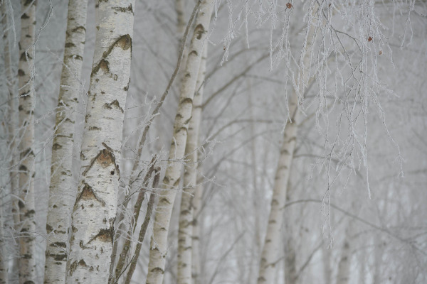 Nebliger Birkenwald mit weißem Reif auf den Ästen.
