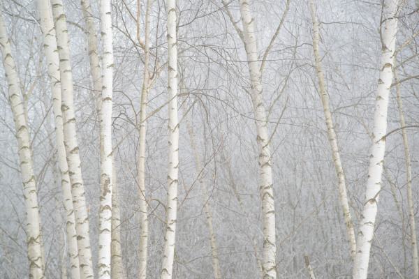 Nebliger Birkenwald mit schlanken, weißen Hänge-Birkenstämmen.