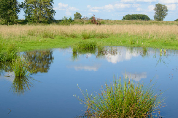 Niedermoorlandschaft mit Wasserfläche und Pflanzen im Donaumoos.