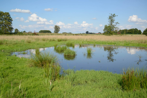 Niedermoorlandschaft mit flachen Wasserflächen und üppiger Vegetation.