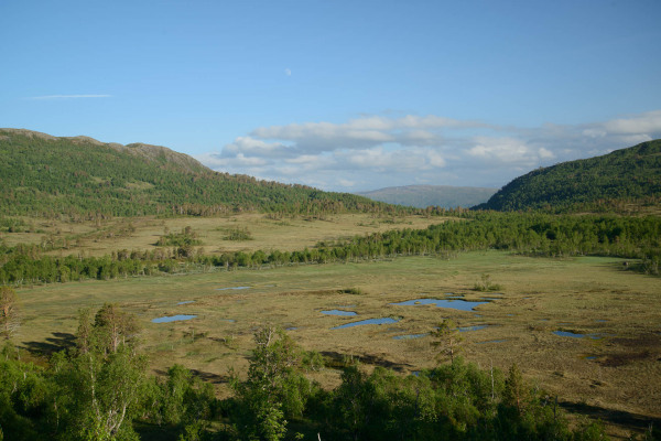 Moorlandschaft in Norwegen mit Wasserflächen und üppiger Vegetation unter klarem Himmel.