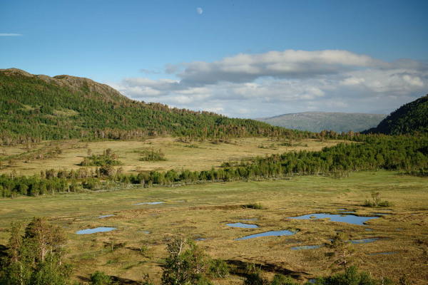 Norwegische Moorlandschaft mit Wasserflächen und Bäumen bei Sonnenschein.