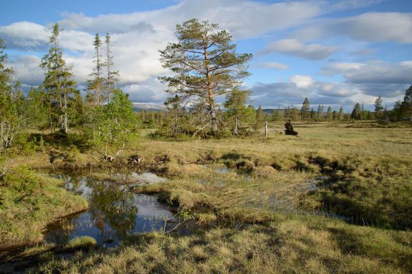 Moorlandschaft mit Wasserfläche und Bäumen in Norwegen unter bewölktem Himmel.