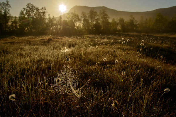 Sonnenaufgang über einem Moor, mit einem Spinnennetz im Vordergrund