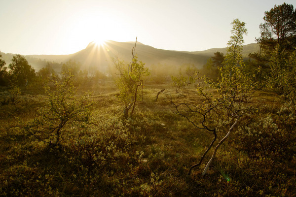 Moorlandschaft in Norwegen bei Sonnenaufgang mit niedriger Vegetation.