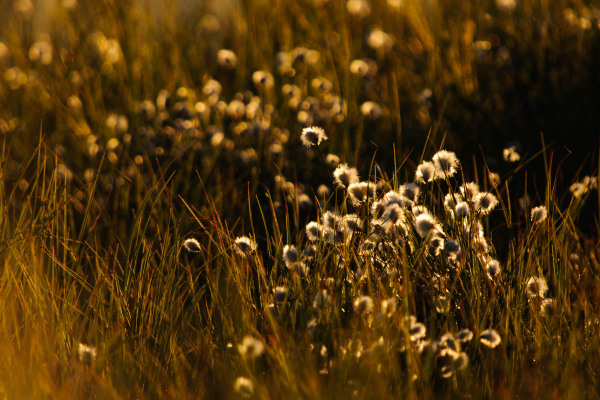 Wollgras im Hochmoor, beleuchtet von der Abendsonne.