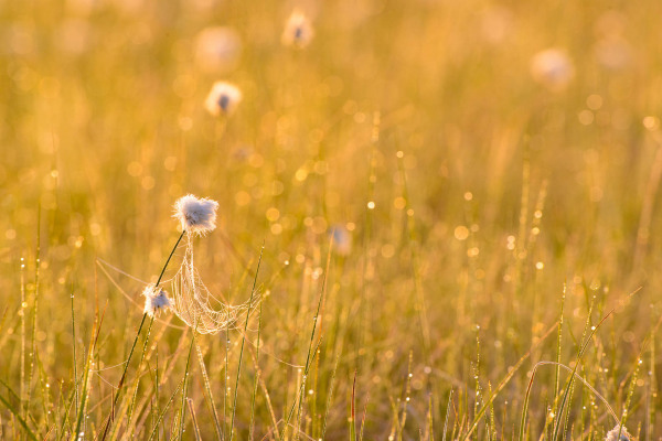 Wollgras mit Tautropfen im Moor bei Sonnenaufgang.