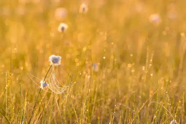 Wollgras mit Tautropfen im Moor bei Sonnenaufgang.