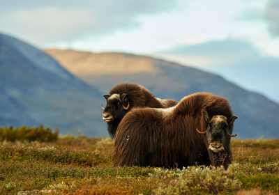 Wildtiere