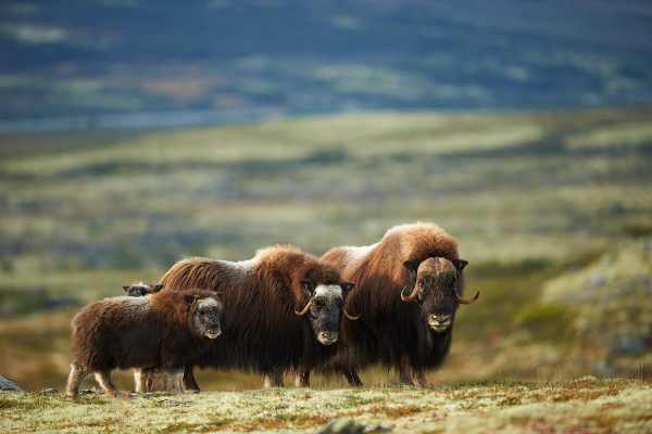 Moschusochsenfamilie in der norwegischen Tundra mit Jungtier.