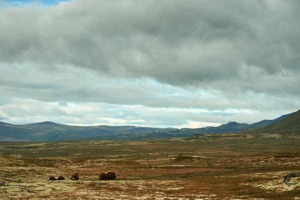 Moschusochsenherde im weiten Dovrefjell