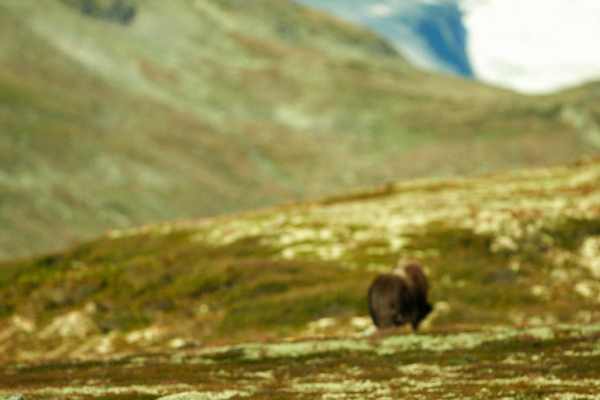 Ein Moschusochse grast im norwegischen Fjell in einer grünen Landschaft.
