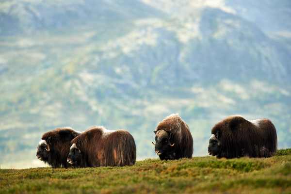 Vier Moschusochsen stehen in der weitläufigen, bergigen Landschaft Norwegens.