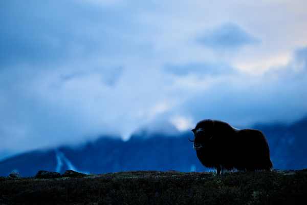 Moschusochse am Abend