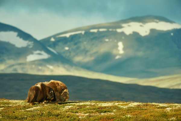 Moschusochse streift durch die norwegische Gebirgslandschaft.