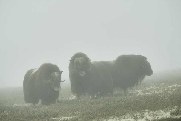 Moschusochsen im Nebel